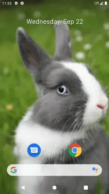 Rabbit Wallpaper android App screenshot 1