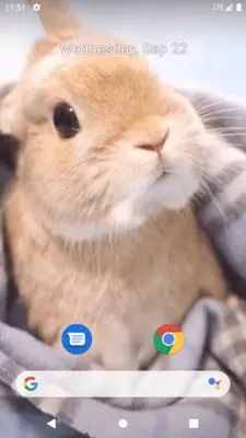 Rabbit Wallpaper android App screenshot 3