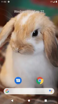 Rabbit Wallpaper android App screenshot 4