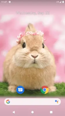 Rabbit Wallpaper android App screenshot 8